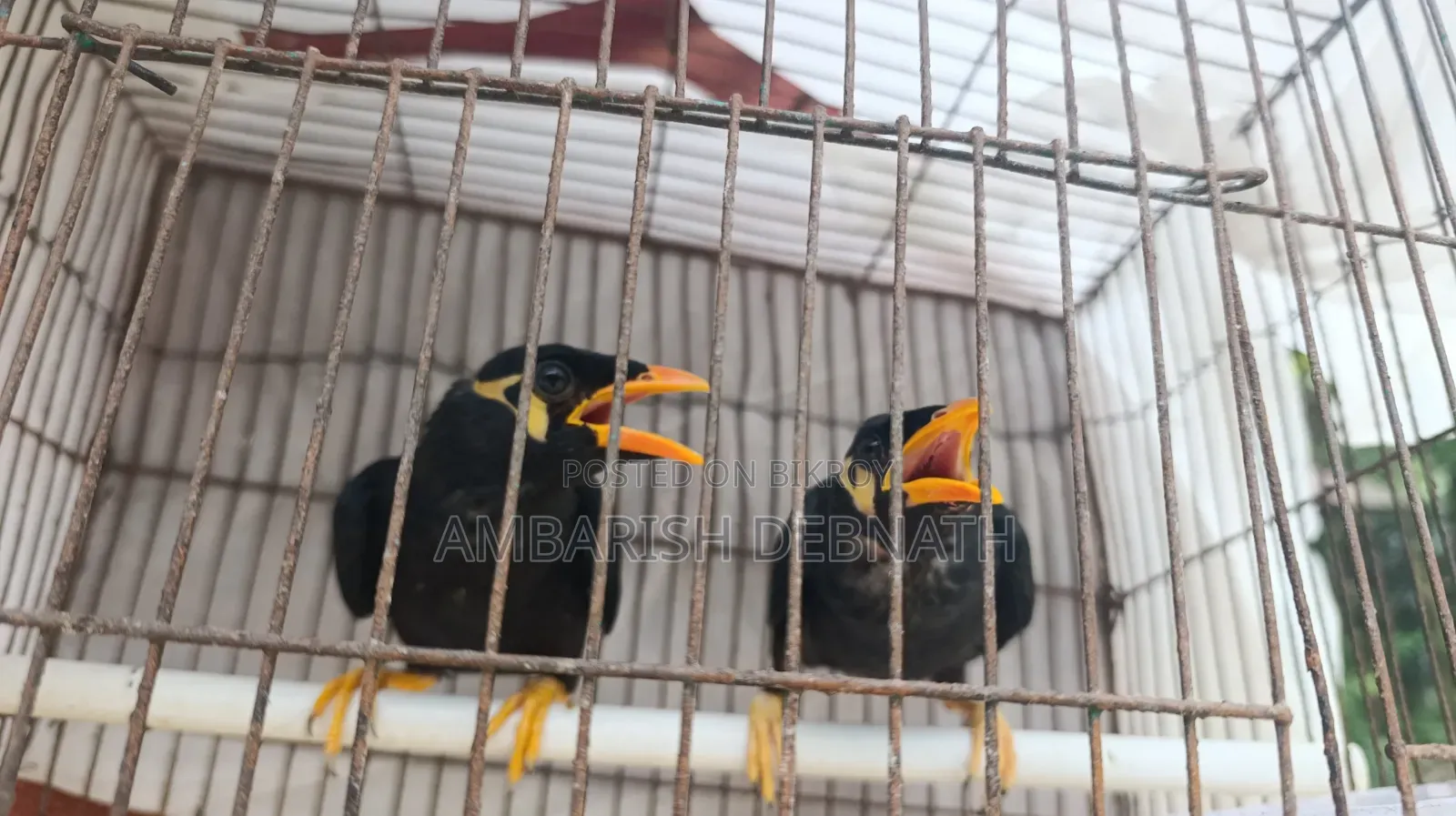 ময়না ছানা (রাঙ্গামাটি)