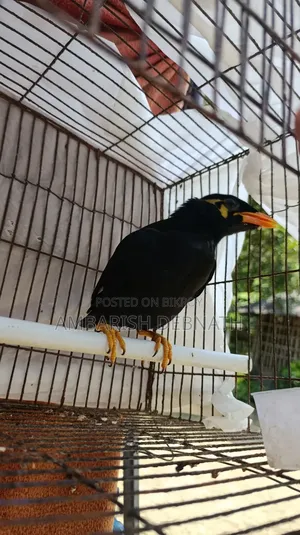 ময়না ছানা (রাঙ্গামাটি)