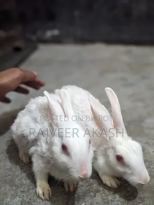 2 Rabbits for Sale