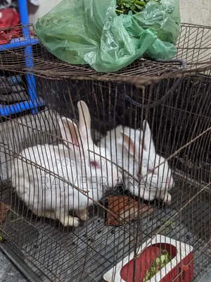 2 Rabbits for Sale