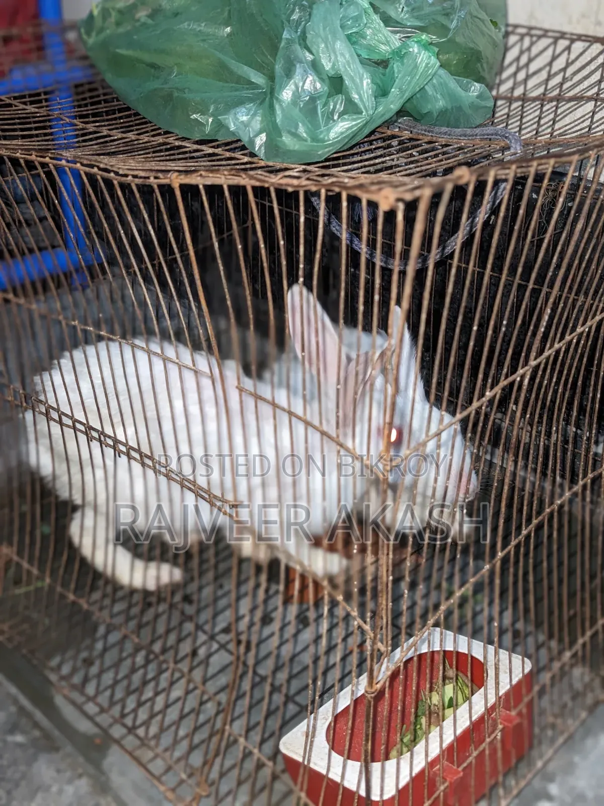2 Rabbits for Sale