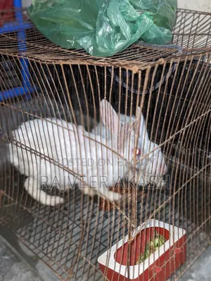 2 Rabbits for Sale