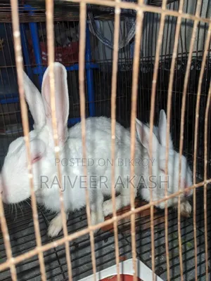2 Rabbits for Sale