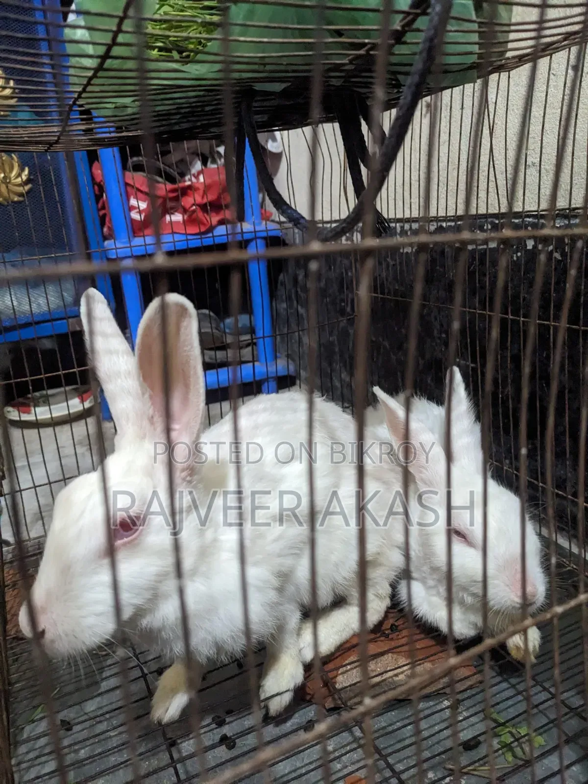 2 Rabbits for Sale