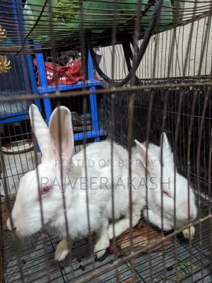 2 Rabbits for Sale