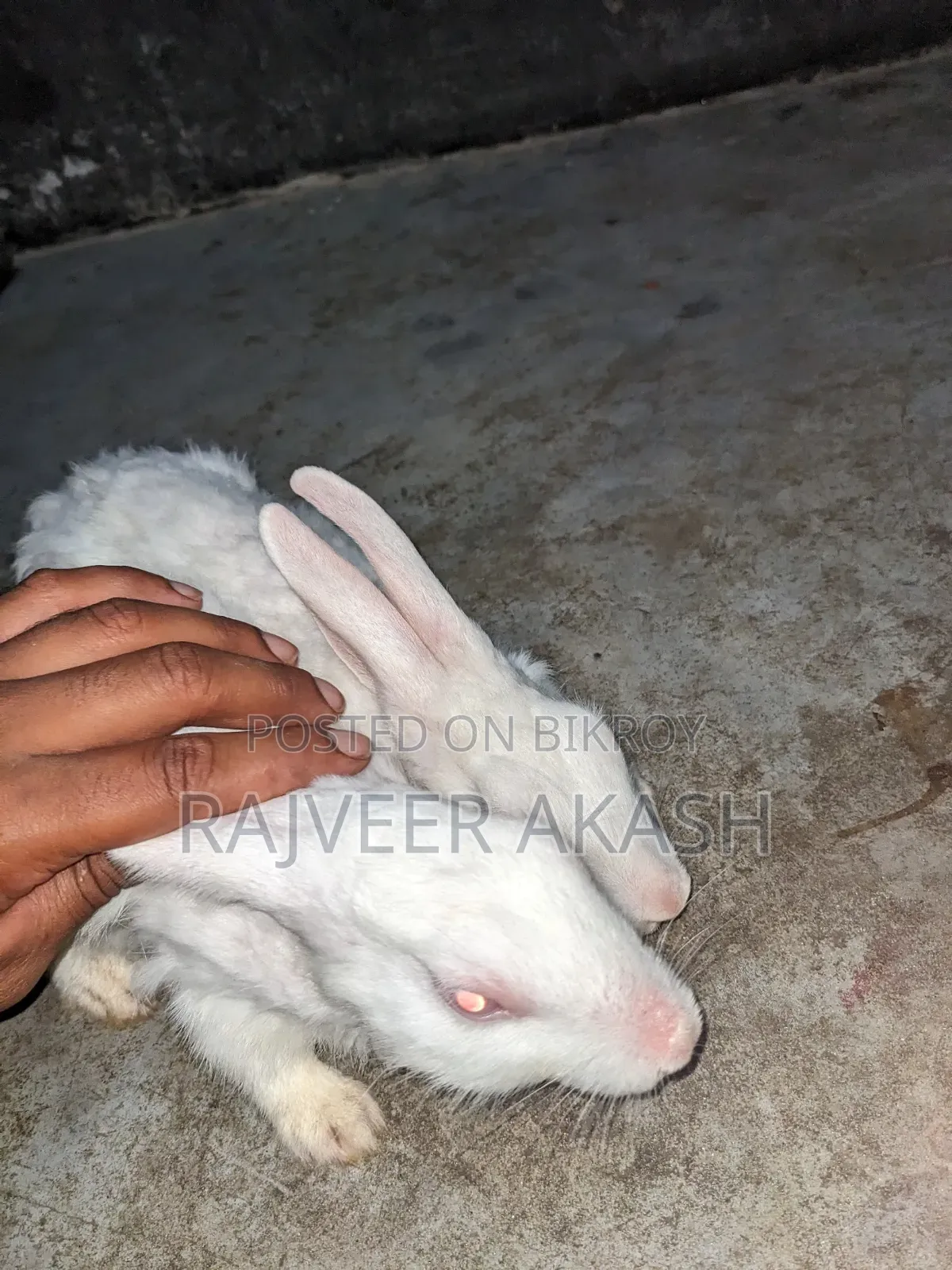 2 Rabbits for Sale