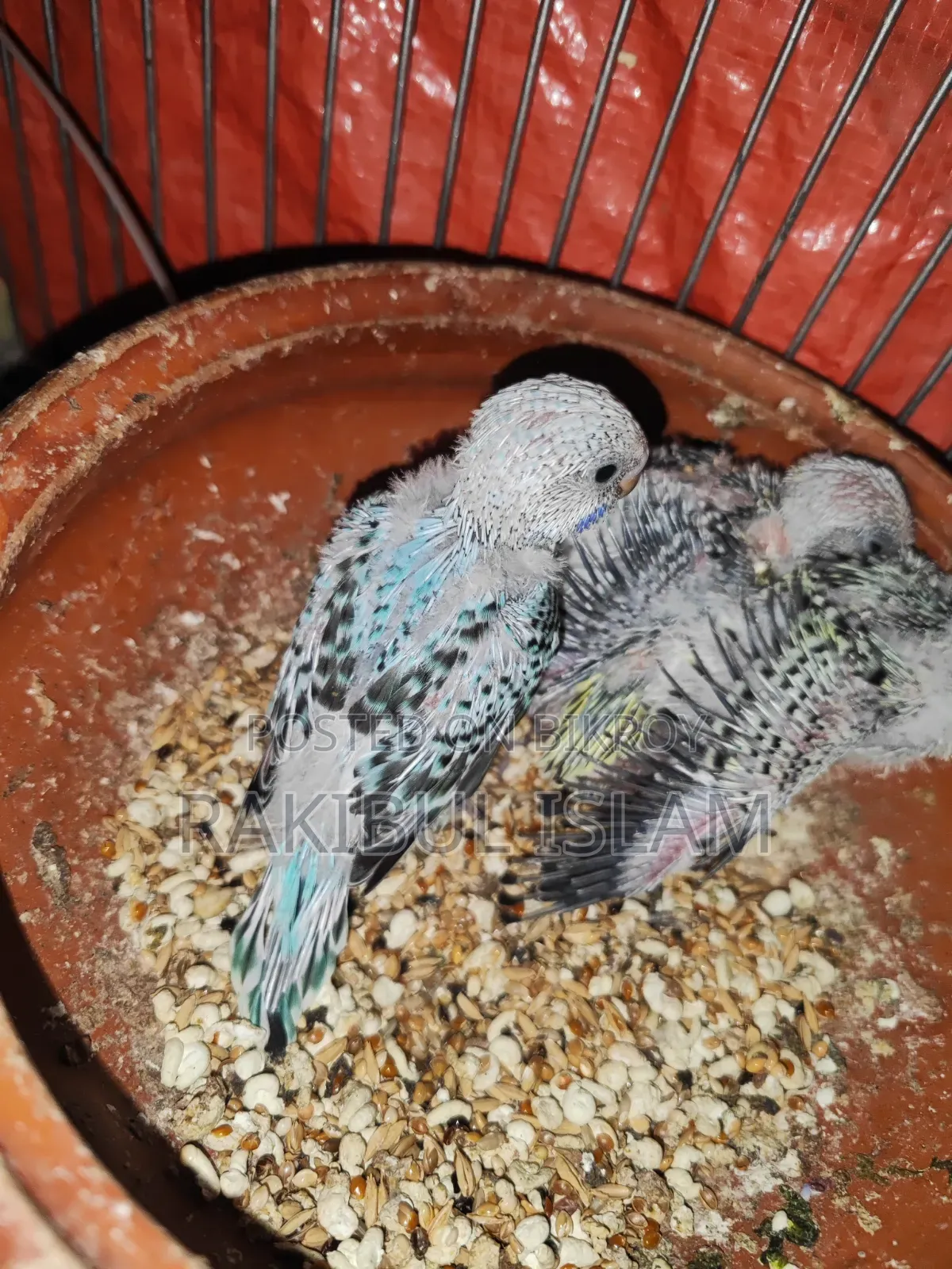 Budgie Birds