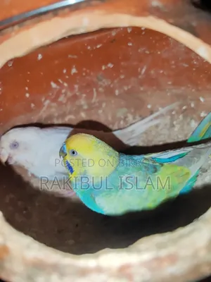 Budgie Birds