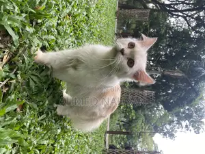 6-12 Months Female Purebred Persian