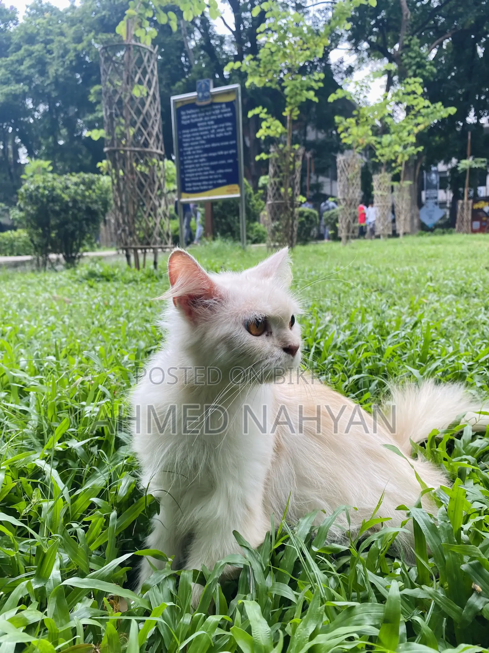 6-12 Months Female Purebred Persian