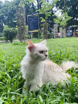 6-12 Months Female Purebred Persian