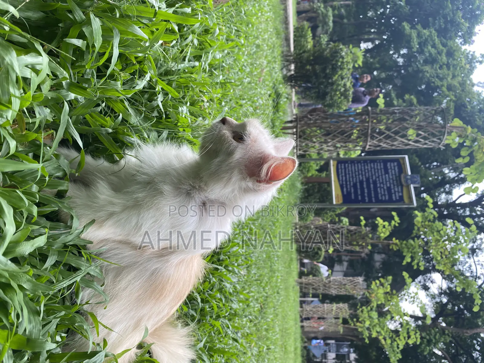 6-12 Months Female Purebred Persian