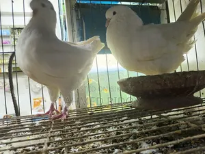 রানিং কিং কবুতর