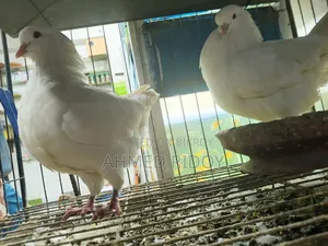 রানিং কিং কবুতর