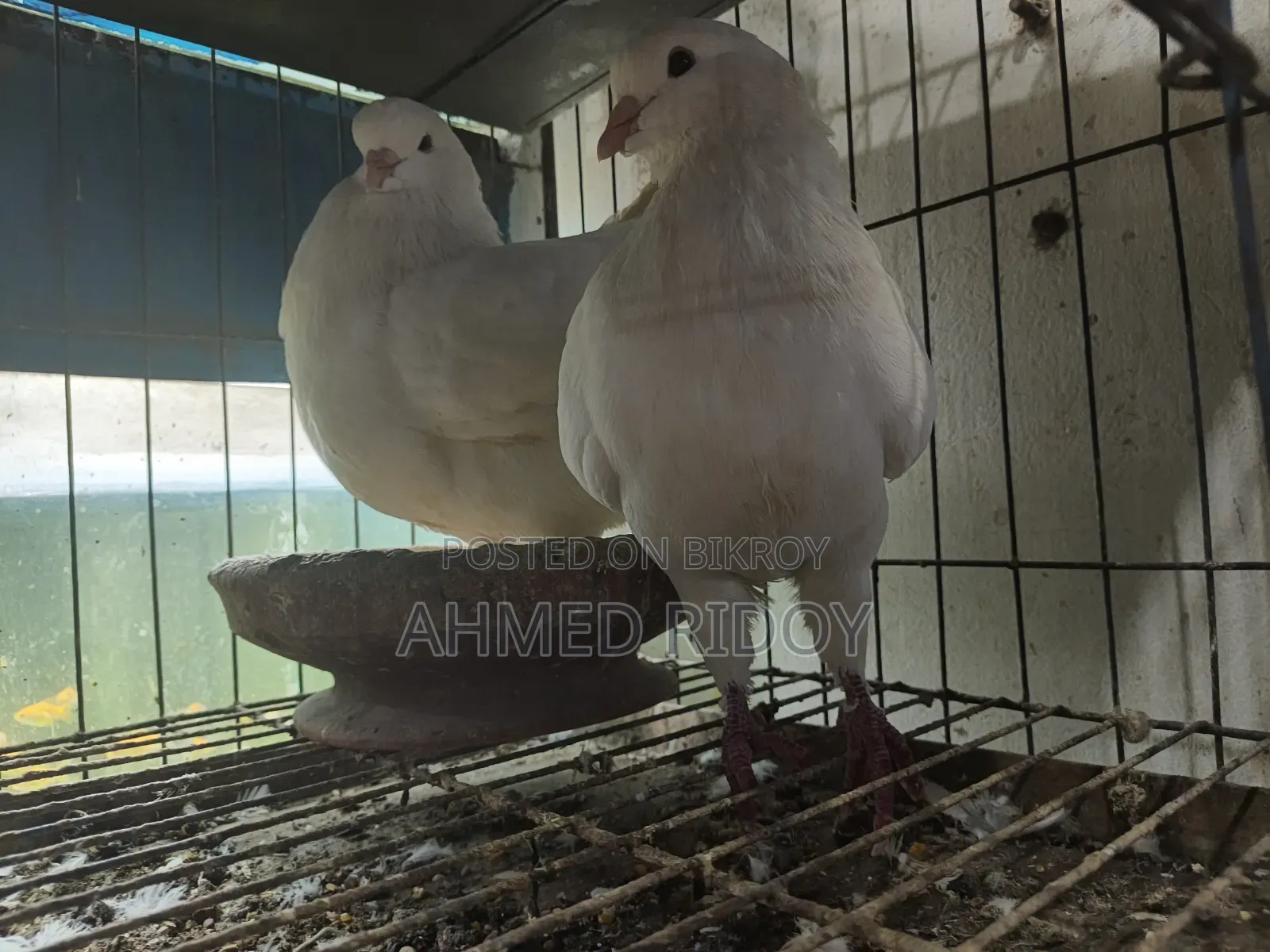 রানিং কিং কবুতর