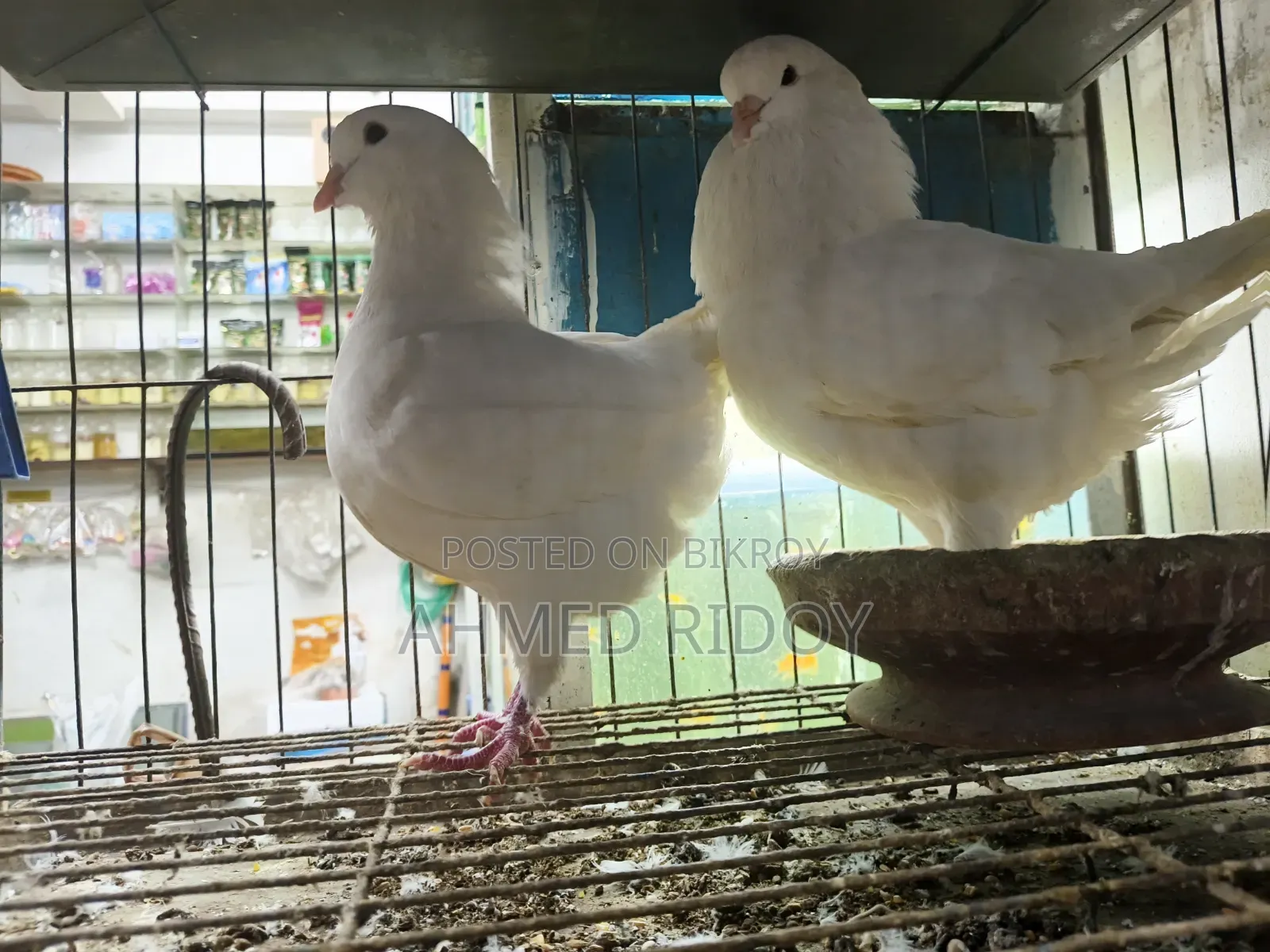 রানিং কিং কবুতর