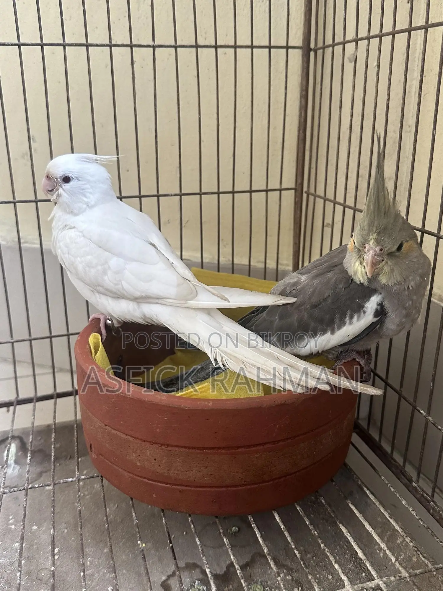 Cocatail Bird