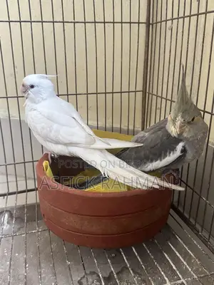 Cocatail Bird