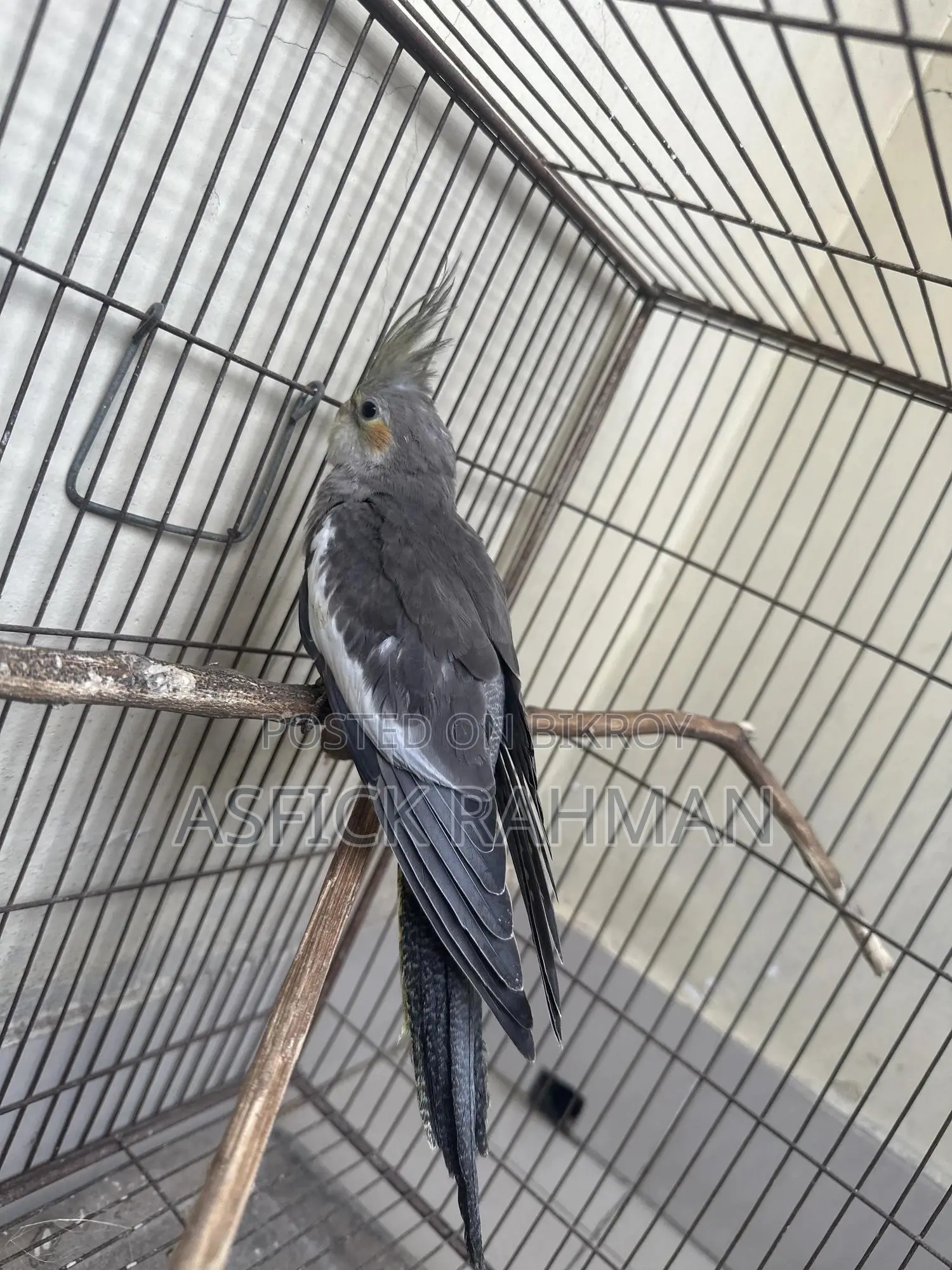Cocatail Bird