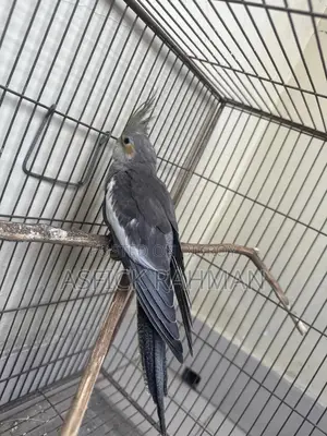 Cocatail Bird