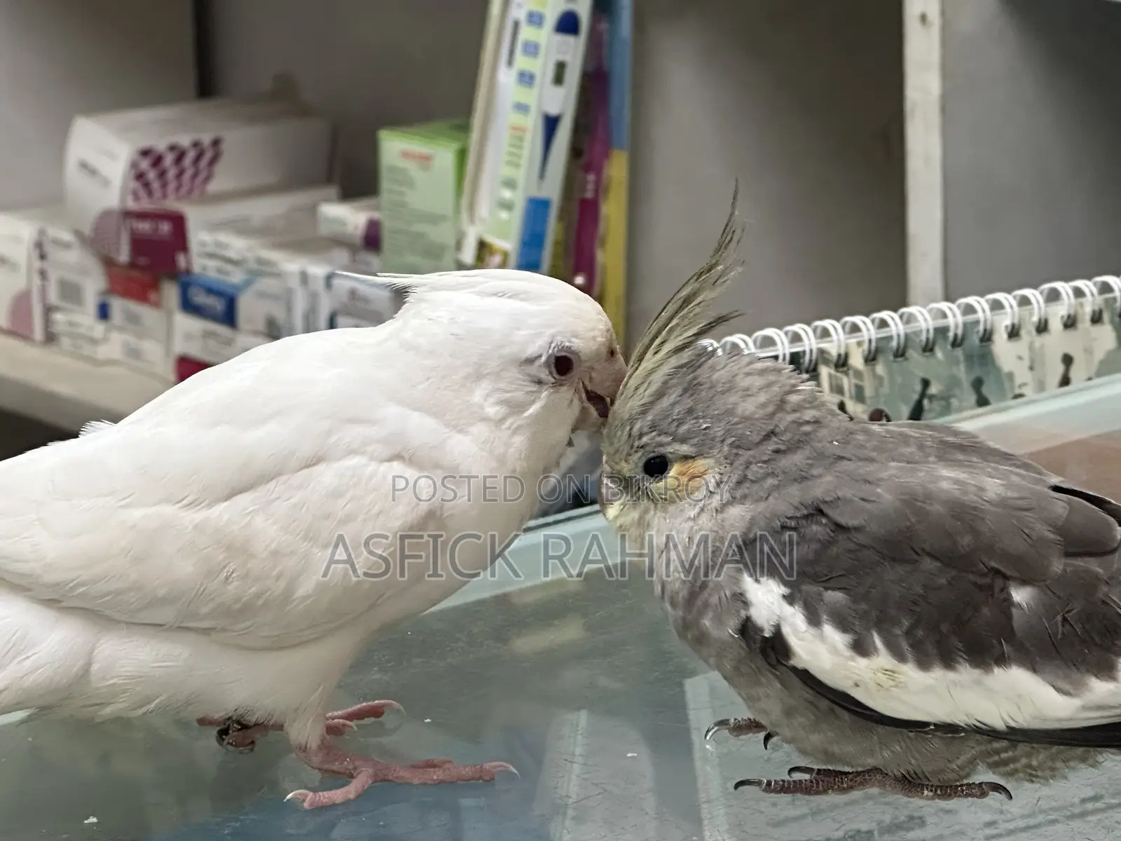 Cocatail Bird