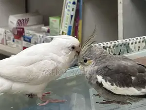 Cocatail Bird