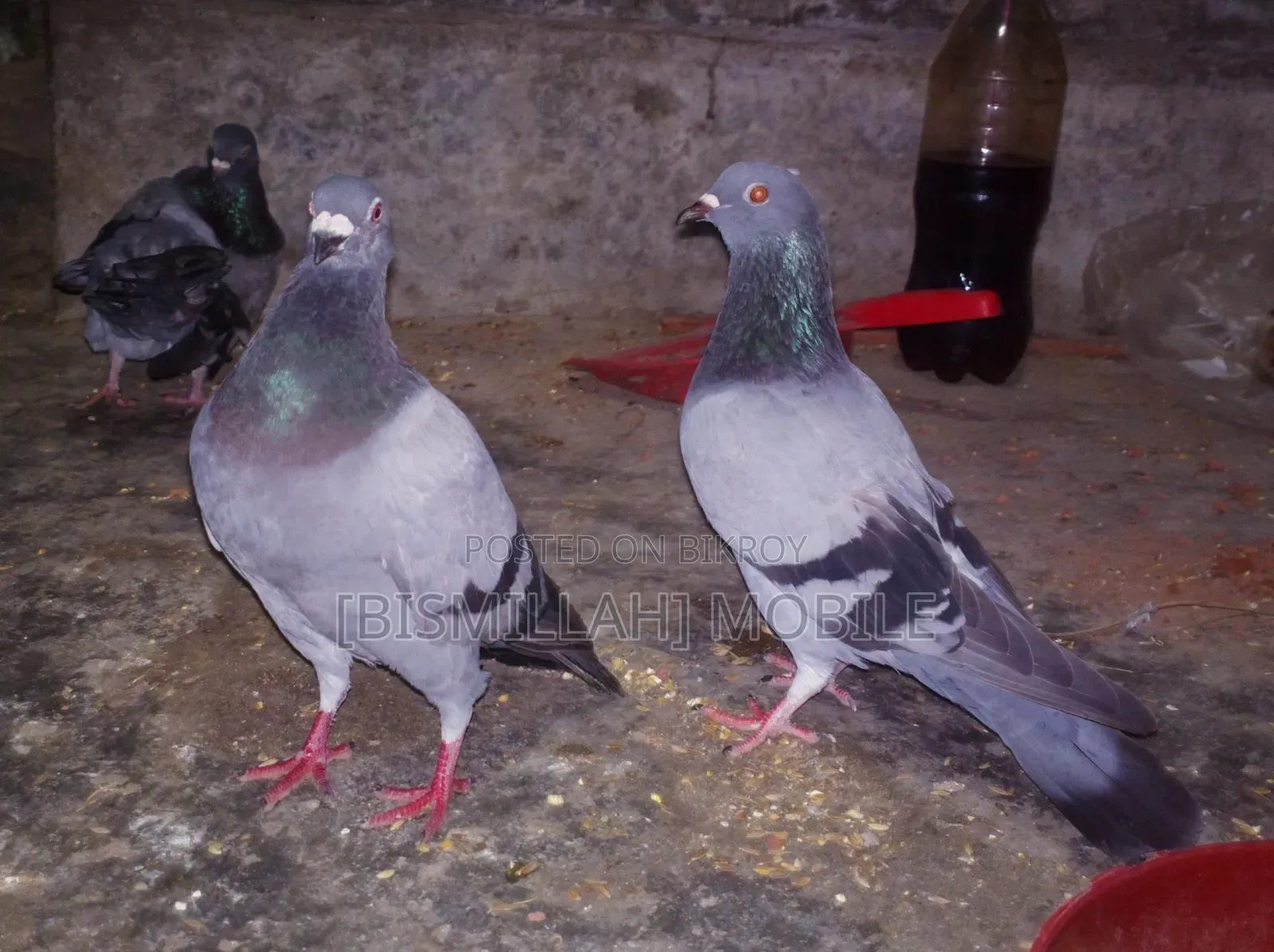 Racer Male + Cross Female Running Pair