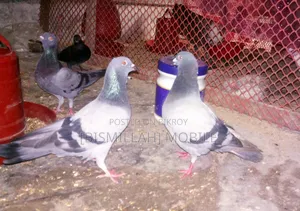 Racer Male + Cross Female Running Pair