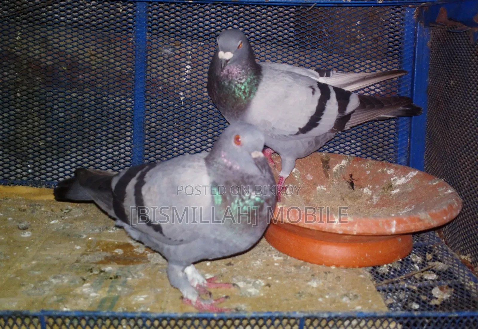 Racer Male + Cross Female Running Pair