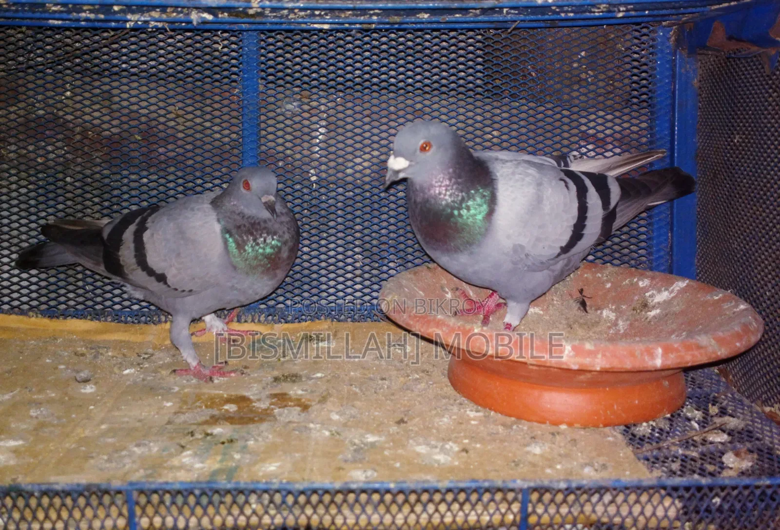 Racer Male + Cross Female Running Pair