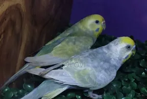 Running Budgies