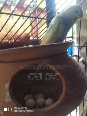 Running Budgies