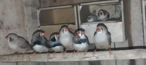 Finch Pakhi