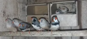 Finch Birds