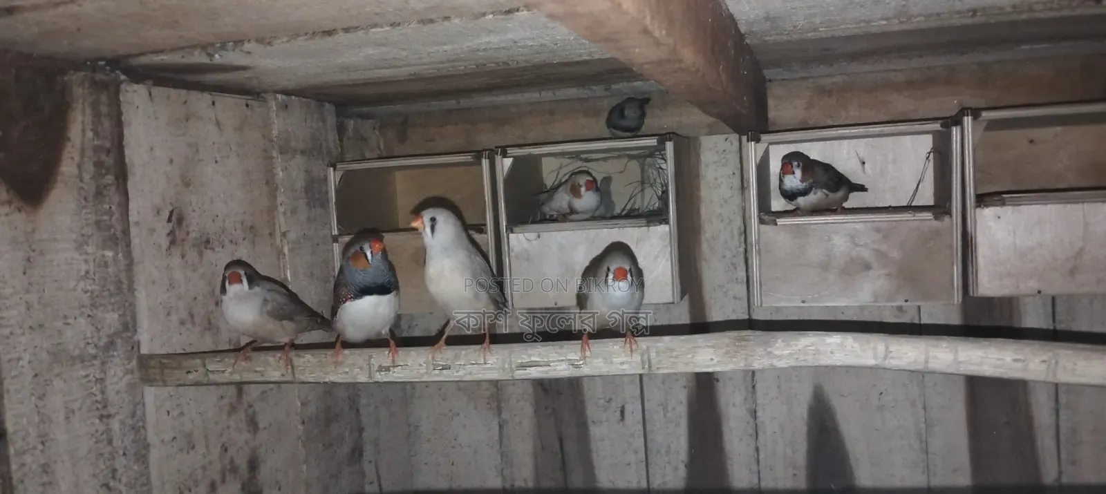 Finch Birds