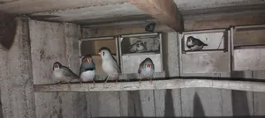 Finch Birds