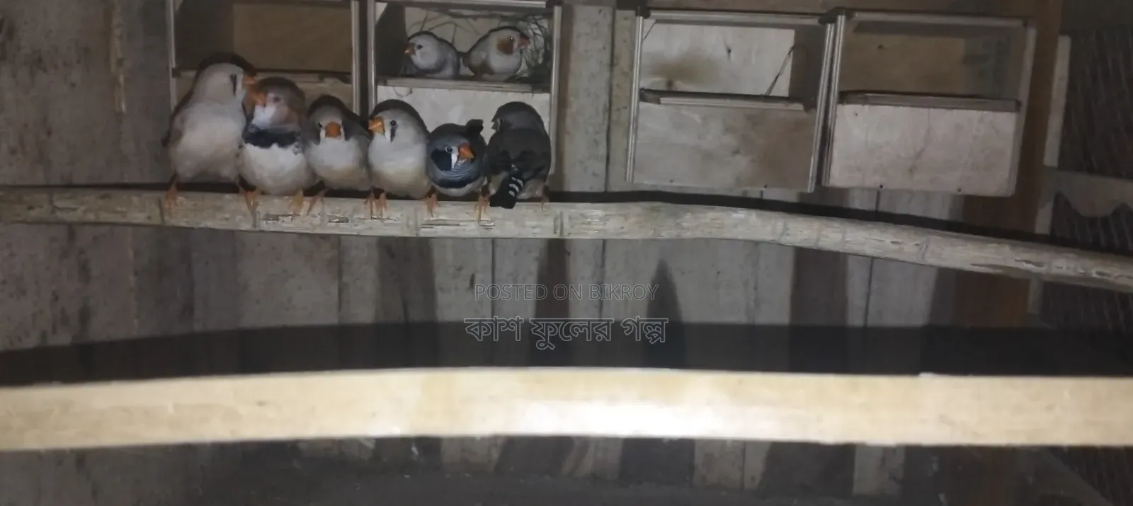 Finch Birds