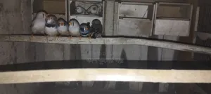 Finch Birds