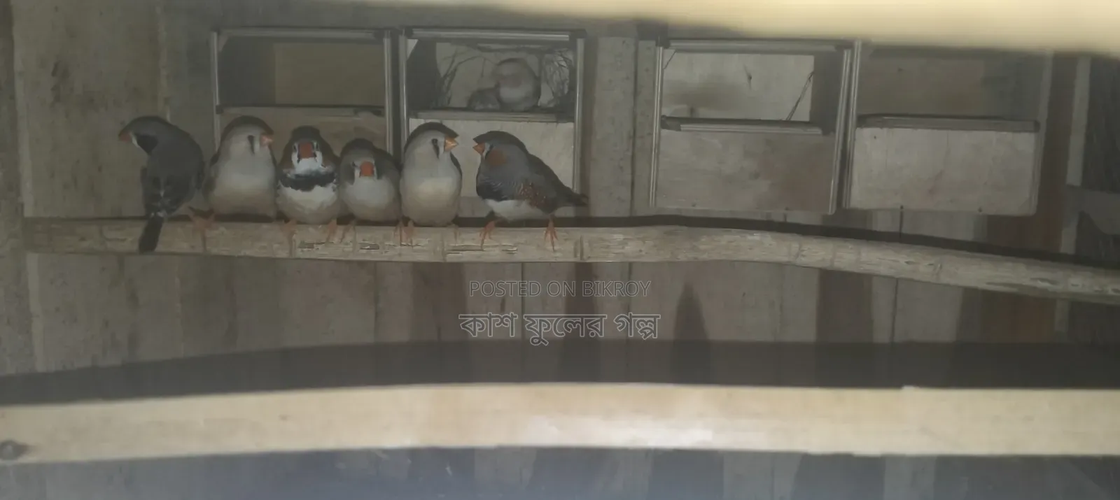 Finch Birds