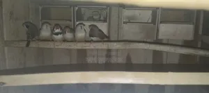 Finch Birds