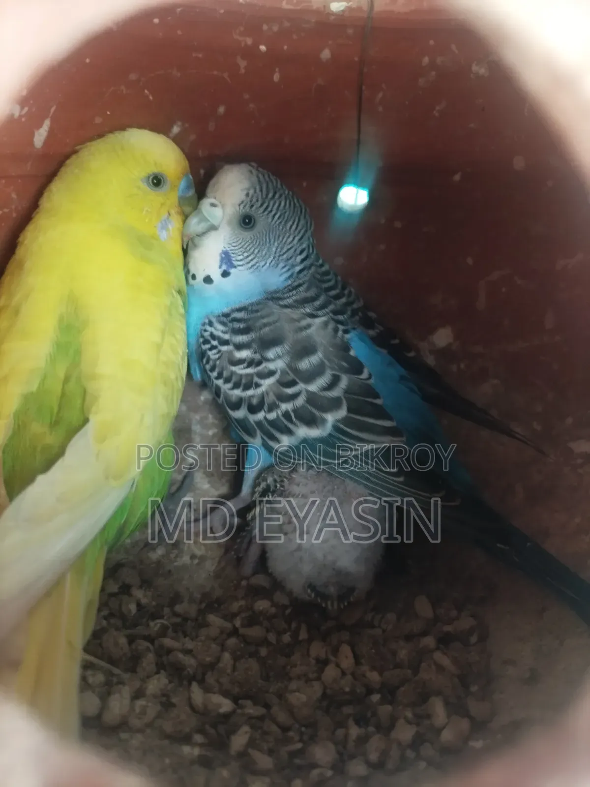 Running Pear With Baby and Cage Full Setup