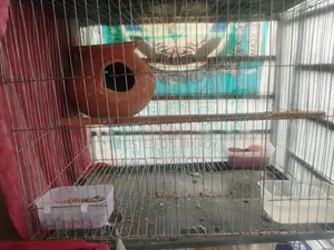Running Pear With Baby and Cage Full Setup