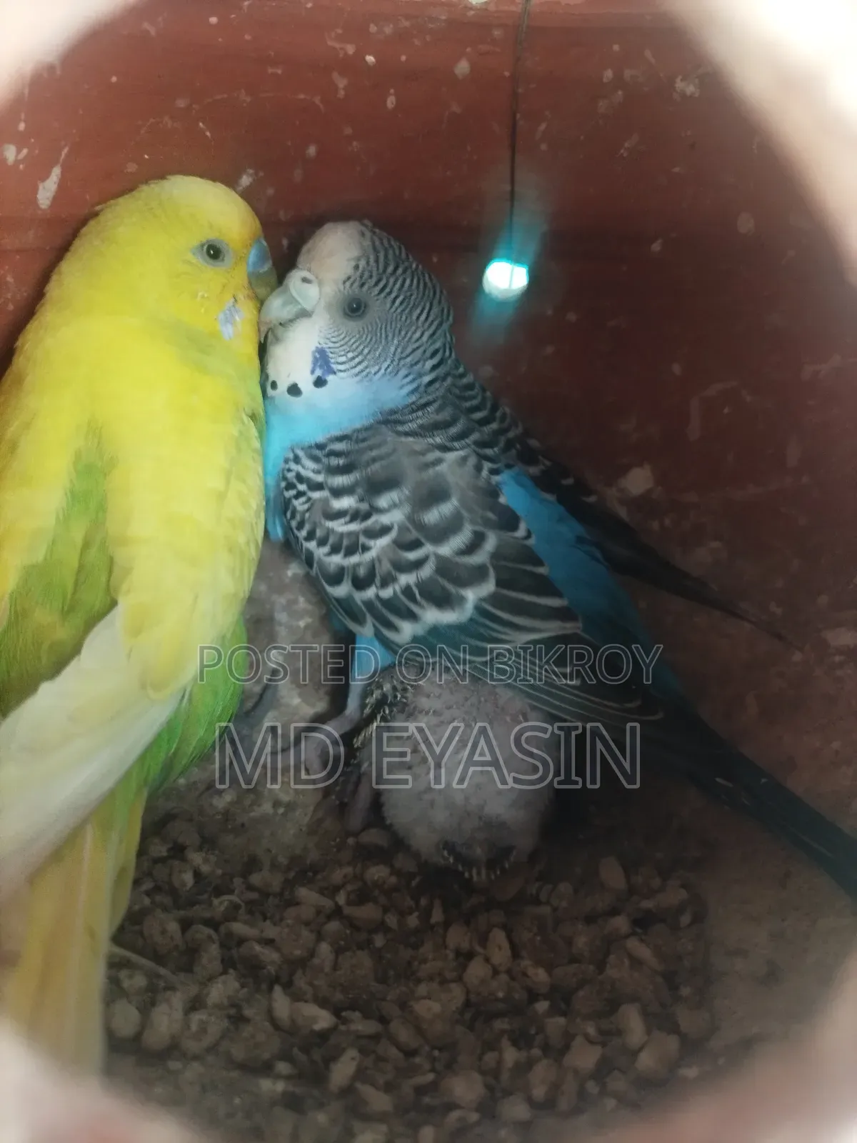 Running Pear With Baby and Cage Full Setup