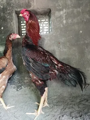A Pair of Indian Line Fighter Rooster and Hen