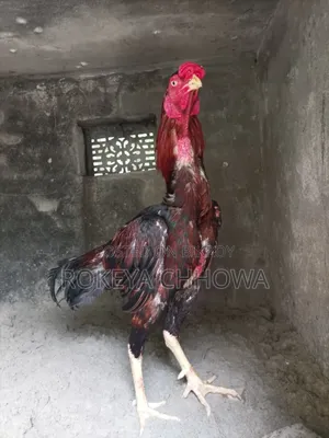 A Pair of Indian Line Fighter Rooster and Hen