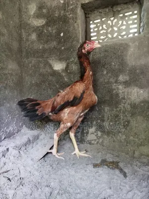 A Pair of Indian Line Fighter Rooster and Hen