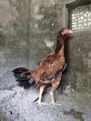 A Pair of Indian Line Fighter Rooster and Hen