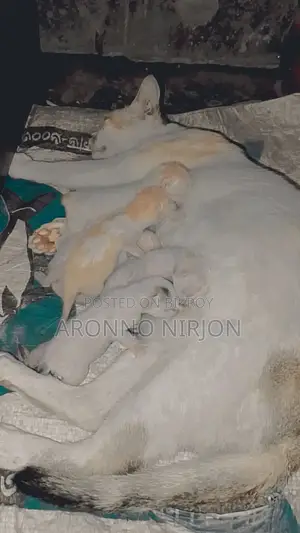 0-1 Month Male Purebred Bengal