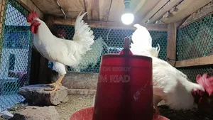 সাদা পাহাড়ি মুরগী/হিলি মুরগী
