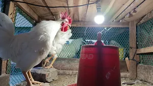 সাদা পাহাড়ি মুরগী/হিলি মুরগী
